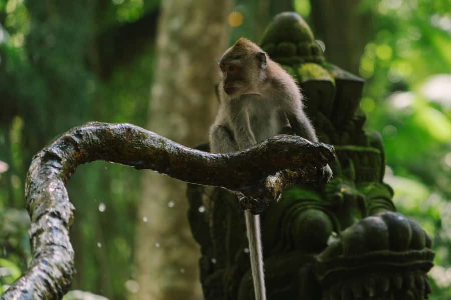 Ubud, Monkey forest, Riceterace Waterfall, Purification - Key things that make this Ubud day worth it