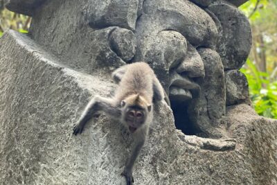 Ubud Monkey Forest Sanctuary Entrance Ticket All Inclusive - The guided approach: why your guide matters on the trails