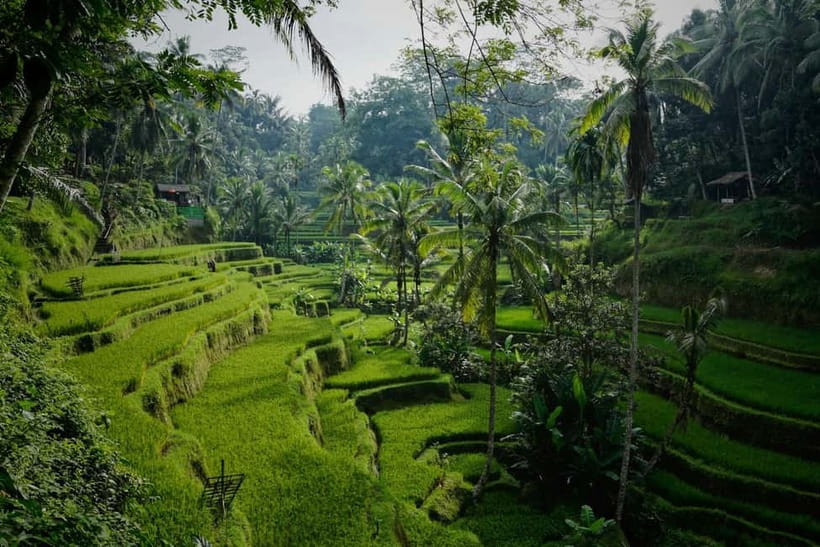 Ubud: Monkey Forest, Tegenungan Waterfall, and Rice Terraces - Key points worth knowing