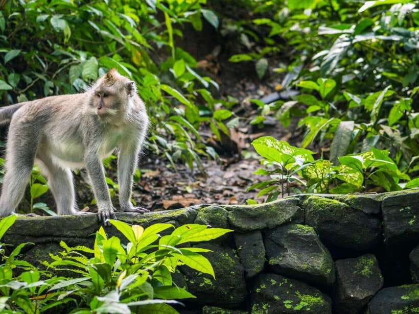 Ubud: Monkey Forest, Temple, Rice Terraces, Hidden Waterfall - Four Different Ubud Moments, In One Solid Day