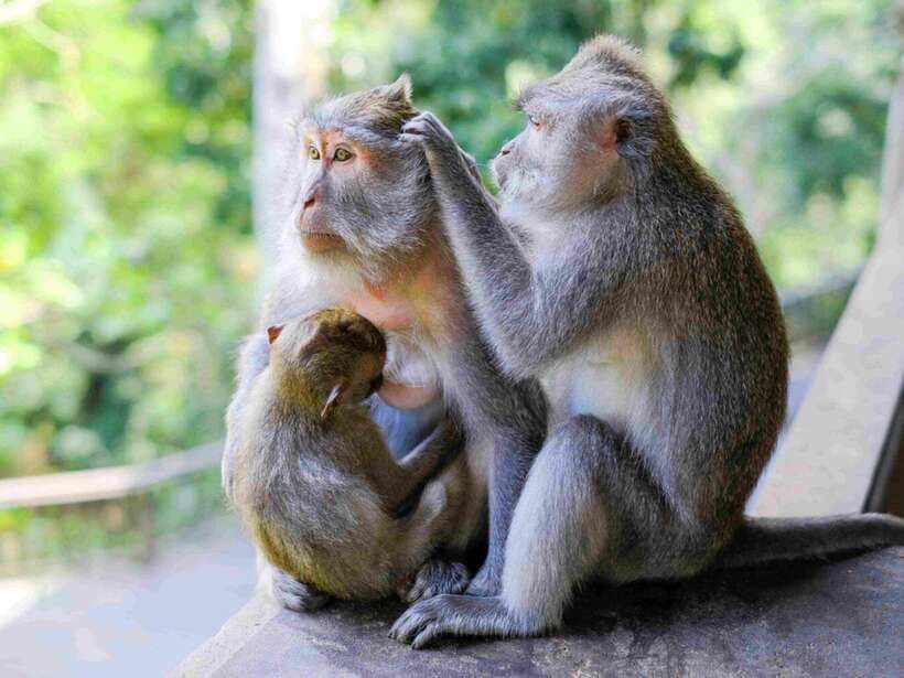 Ubud: Monkey Forest, Temple, Rice Terraces, Hidden Waterfall - Pickup, Timing, and How the Day Stays Comfortable