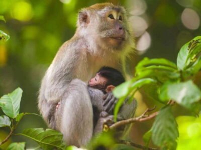 Ubud: Monkey Forest, Temple, Rice Terraces, Hidden Waterfall - Price and What You’re Really Paying For