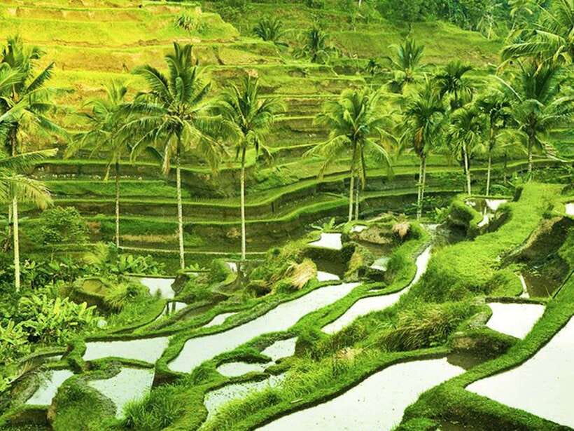 Ubud: Monkey Forest, Temple, Rice Terraces, Hidden Waterfall - Tirta Empul: Watching the Temple Structure and Understanding Purification