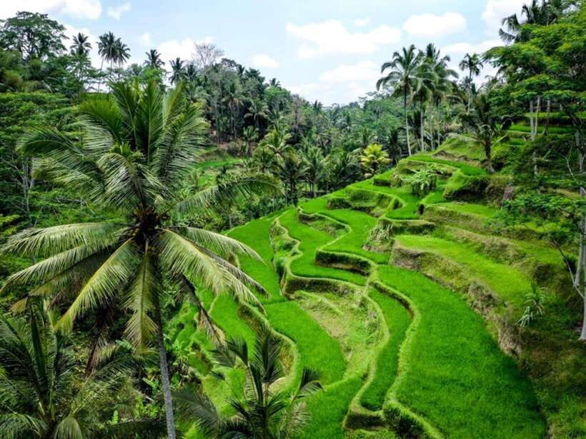 Ubud: Monkey Forest, Temple, Rice Terraces, Hidden Waterfall - Ulu Petanu Waterfall: Jungle Views and a Swim-Friendly Stop