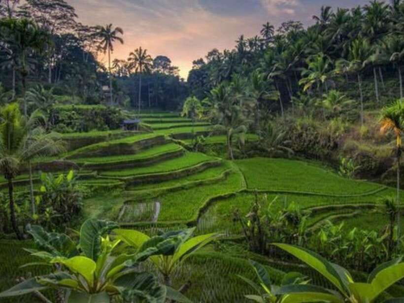 Ubud: Monkey Forest, Temple, Rice Terraces, Hidden Waterfall - What to Pack So the Day Feels Easy
