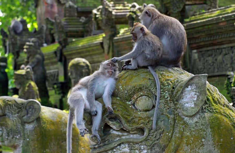 Ubud: Monkey Forest, Waterfall, and Rice Terrace Tour - How the Ubud Pickup-to-Drop-Off Loop Actually Feels