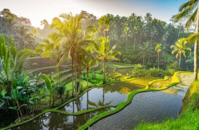 Ubud: Monkey Forest, Waterfall, and Rice Terrace Tour - Tegenungan Waterfall: your first big nature hit