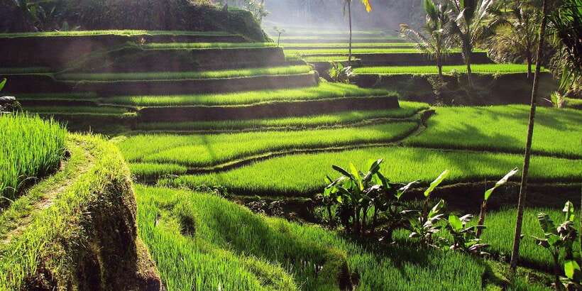 Ubud Monkey Forest, Waterfall, Temple and Rice Terrace Tour - Tirta Empul Holy Spring Temple and ritual purification water