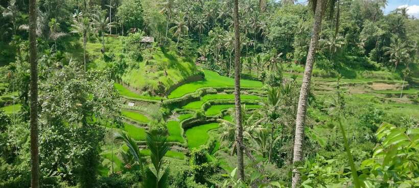 Ubud One Day Private Tour with Driver-Guide - Tegallalang Rice Terraces: where the views meet real walking