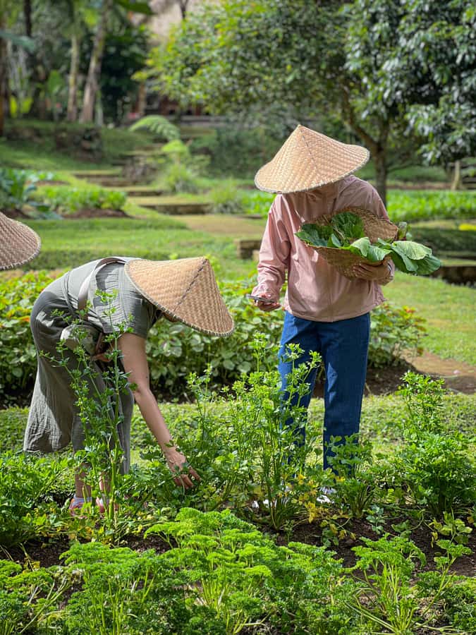 Ubud: Organic Farm Harvest, Bali Cooking Class by Pemulan - Should You Book Pemulan’s Ubud Organic Farm Cooking Class?