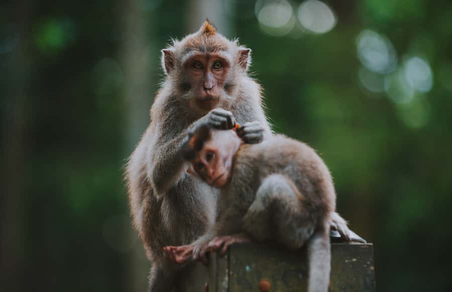 Ubud: Private All-Inclusive Tour with Lunch - Tegenungan Waterfall: optional swim, bring your towel