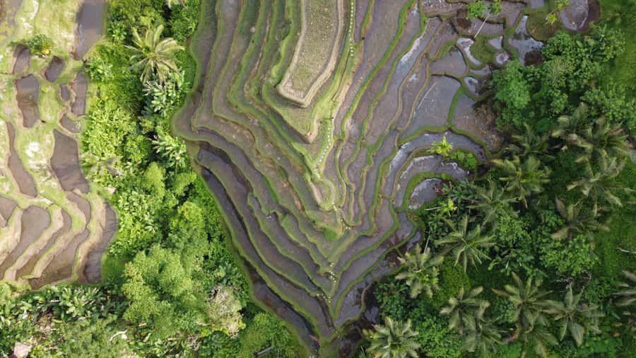 Ubud Private Customized Full-day Tours with Photographer - Price and value: $25 per person plus the add-ons you should expect