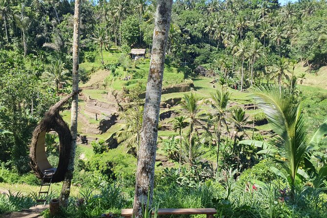 Ubud Private Tour - Price, timing, and who this tour fits best