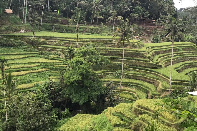 Ubud Private Tour : Best Of Ubud - Guided Tour - Stop 3: Tegalalang rice terrace and the subak irrigation system