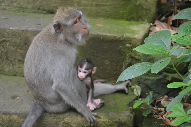 Ubud Private Tour : Choice Your Own Trip - Turning Ubud Into Your Day: How to Pick the Right Mix