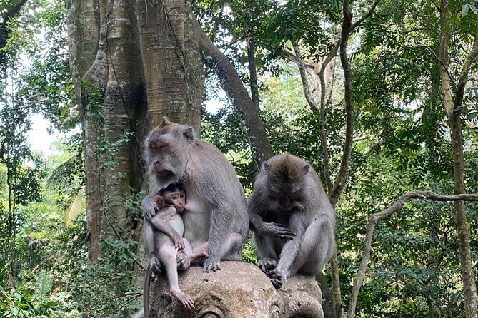 Ubud Private Tour: Monkey Forest, Rice Terrace, Temple, Waterfall - Seminyak to Ubud: how the drive shapes your day