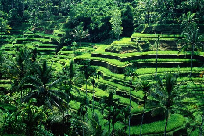Ubud Private Tour : Ubud Temple and Authentic of Ubud - A Private Ubud Day Without Driving Yourself