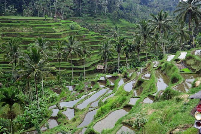 Ubud private tours - Stop 4: Ceking Rice Terrace for the Calm End-of-Day Payoff