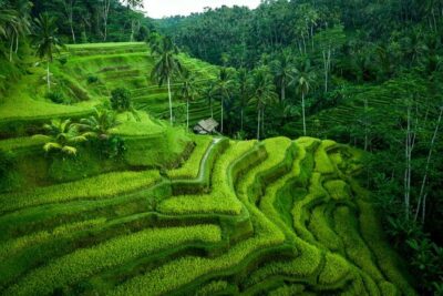 Ubud Private Tours with Jungle Swing Experience - all inclusive - Swing Heaven: where the photos do the work