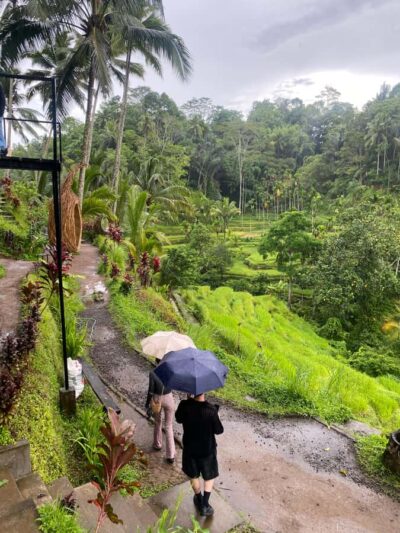 Ubud: Rice Terrace, Monkey Forest, Temple, & Waterfall - Price and What You Actually Get for $19