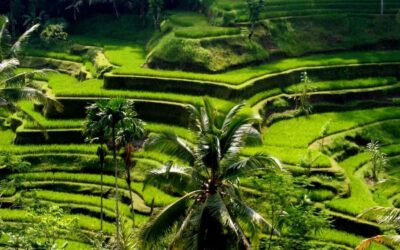 Ubud: Rice Terrace, Waterfall, & Elephant Cave - Tegenungan Waterfall: the swim-and-spray start