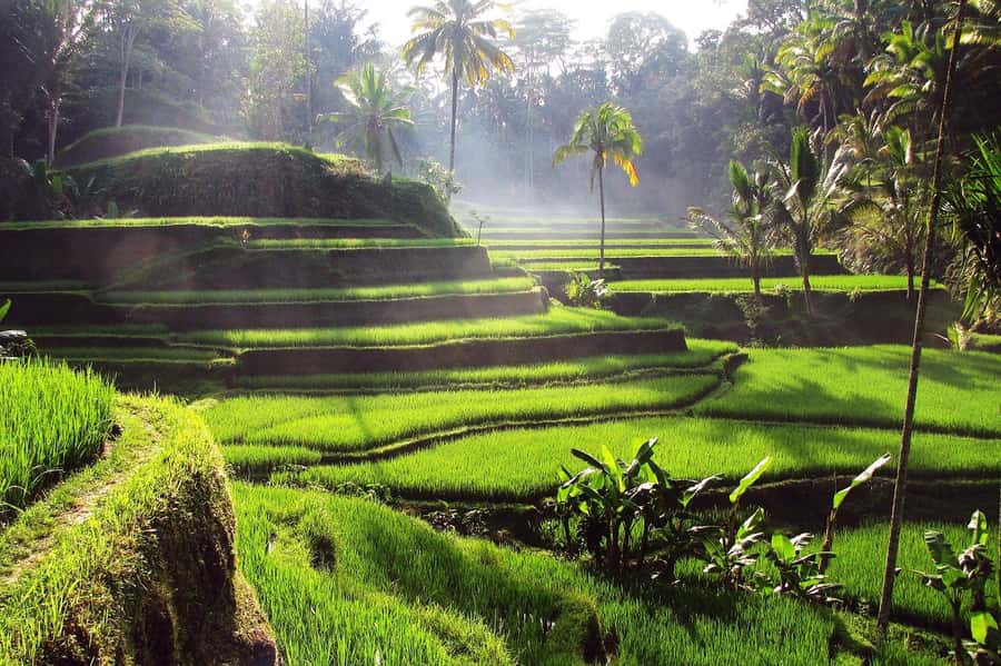 Ubud: Rice Terrace, Waterfall, & Elephant Cave - Lunch on your own at around 12:00: how to use the timing well