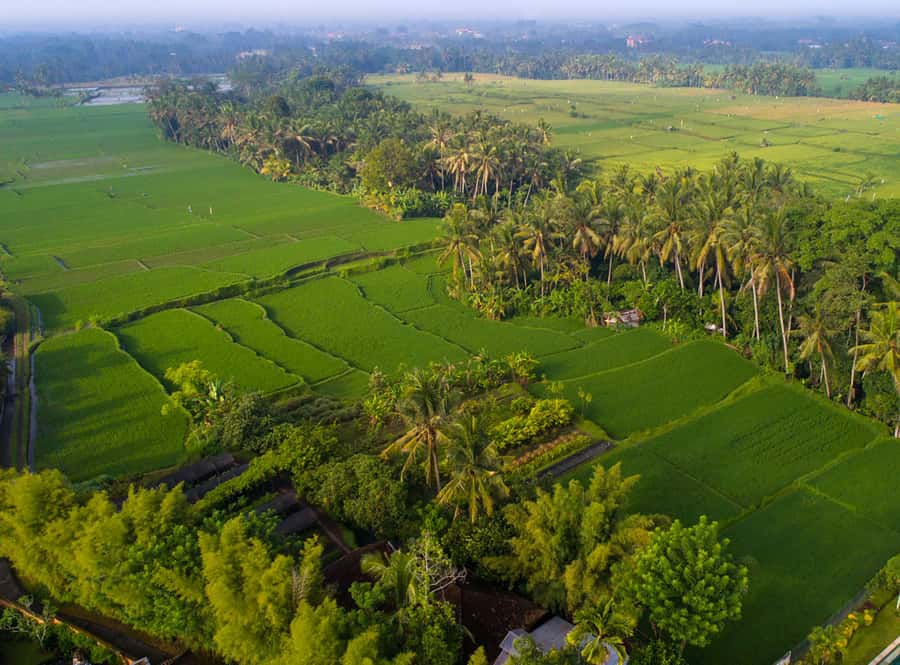 Ubud: Romantic Dinner among the Rice Fields - The bottom line: should you book this Ubud rice-field dinner?