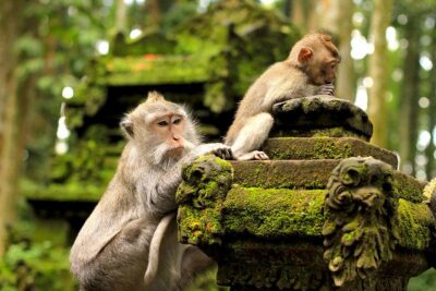 Ubud Sacred Monkey Forest & Art Village Tour - Sacred Monkey Forest Sanctuary: Temples, Statues, and Photo Opportunities