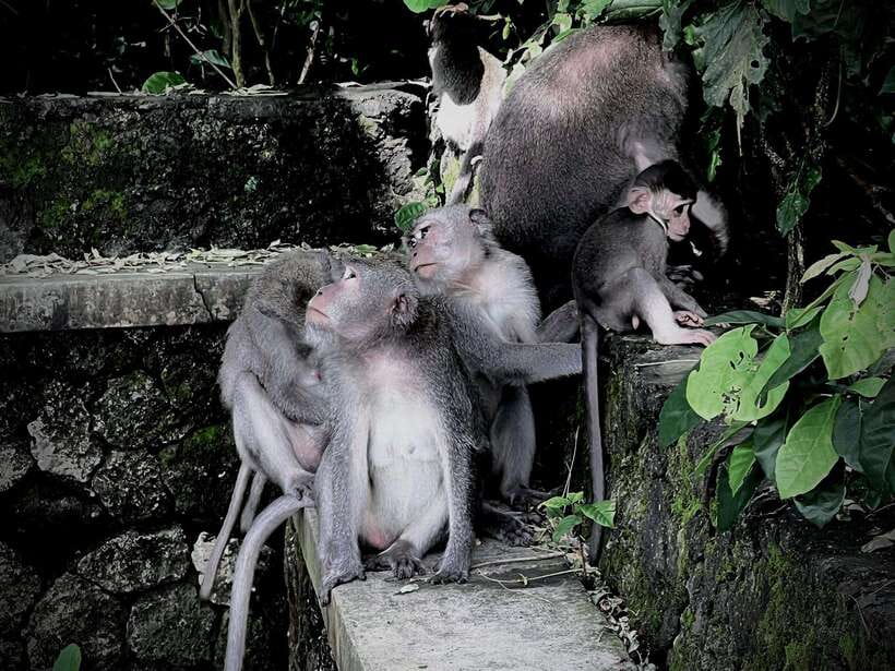 Ubud: Sacred Monkey Forest, Barong Cave ATV & Waterfall Tour - Quick take: why this ATV + monkey forest + waterfall day works