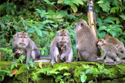 Ubud: Sacred Monkey Forest, Barong Cave ATV & Waterfall Tour - Safety briefing and equipment: how you stay in control (mostly)
