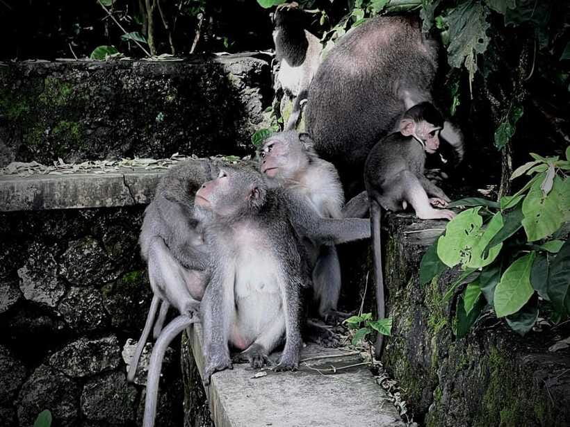 Ubud: Sacred Monkey Forest, Barong Cave ATV & Waterfall Tour - Price and value: is about $35 actually a good deal?