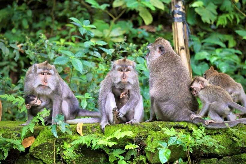Ubud: Sacred Monkey Forest, Barong Cave ATV & Waterfall Tour - Safety briefing and equipment: how you stay in control (mostly)