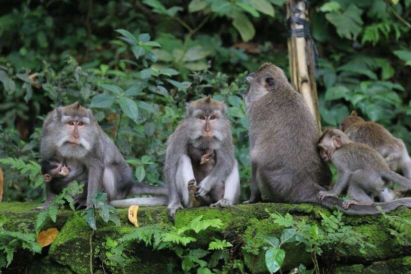 Ubud: Sacred Monkey Forest & Barong Cave ATV with Meal - What You Actually Do on This Tour (Step by Step)