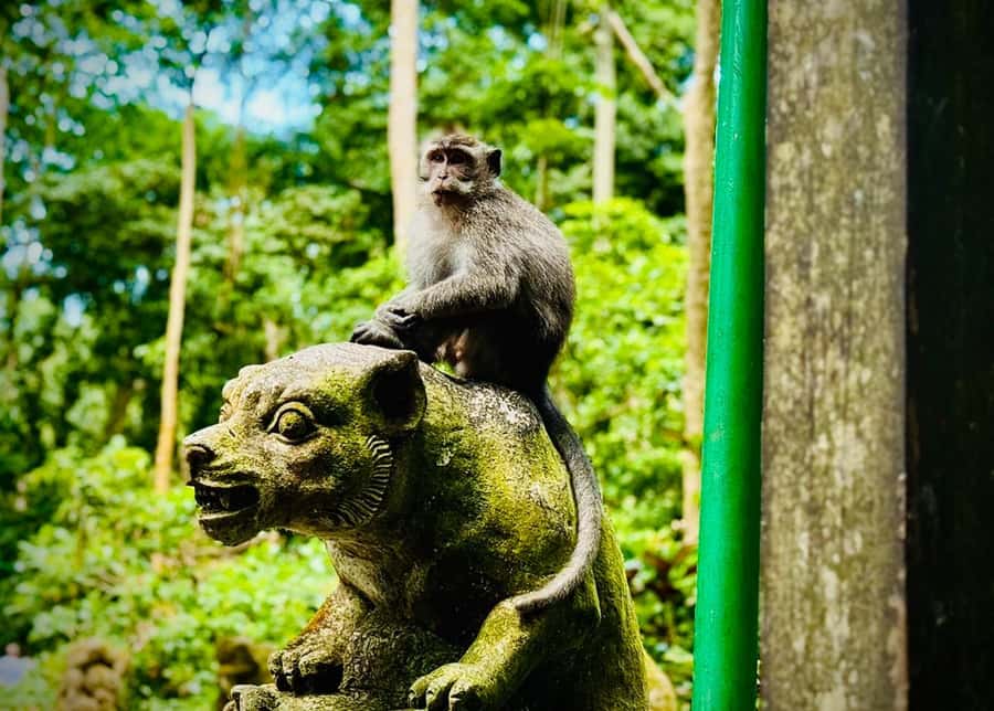 Ubud: Sacred Monkey Forest Sanctuary Ticket and Guided Tour - Key points at a glance