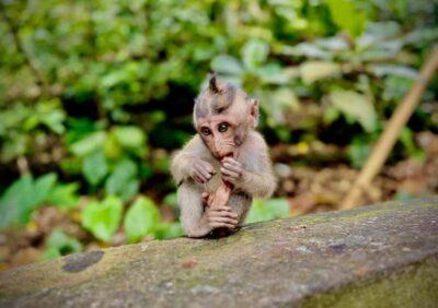 Ubud: Sacred Monkey Forest Sanctuary Ticket and Guided Tour - Your best match: transfers or meet at the entrance