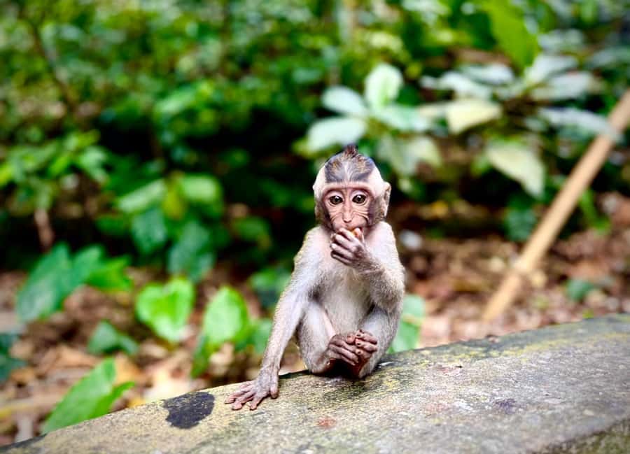 Ubud: Sacred Monkey Forest Sanctuary Ticket and Guided Tour - Watching long-tail macaques move like they have a job