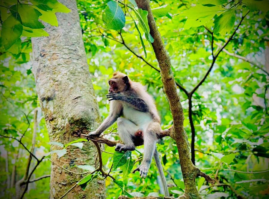 Ubud: Sacred Monkey Forest Sanctuary Ticket and Guided Tour - Dragon bridges, banyan trees, and temple scenes (with Avatar-style vibes)
