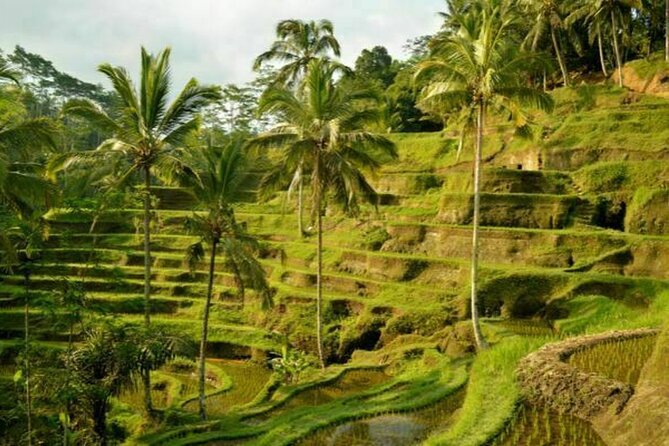 UBUD Spring Temple, Waterfall, Rice Terraces Private Tour - Stop 1: Sacred Monkey Forest Sanctuary (and how to enjoy it safely)