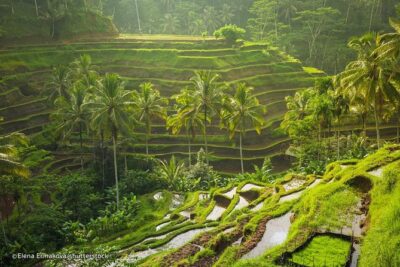 Ubud Surounding Tour - Sacred Monkey Forest Sanctuary: watching Bali’s wild side (with rules)