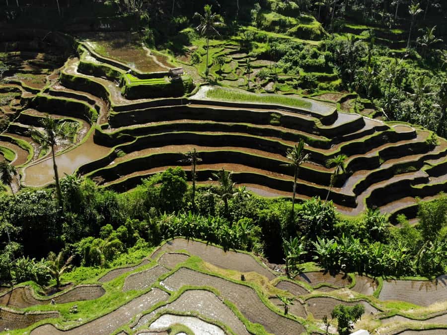 Ubud: Tirta Empul Water Purification Ritual, Private Tour - Key Things You’ll Notice on This Tour
