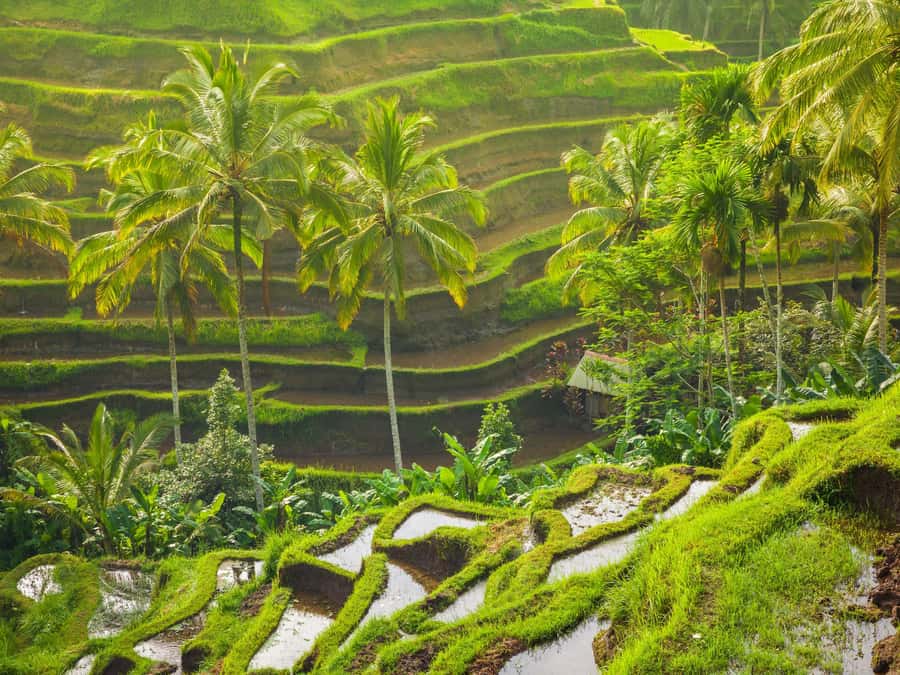Ubud: Tirta Empul Water Purification Ritual, Private Tour - Tirta Empul Temple Visit: How to Prepare for the Melukat Water Flow