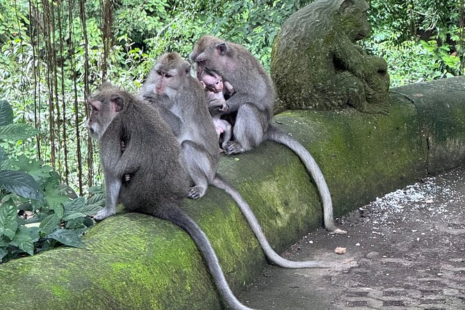 Ubud Top Tours to Discover Bali’s Cultural and Natural Wonders - Price and what $63 per person really buys you