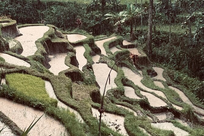 Ubud Top Tours to Discover Bali’s Cultural and Natural Wonders - Kemenuh Monkey River: a calmer nature break with wildlife energy