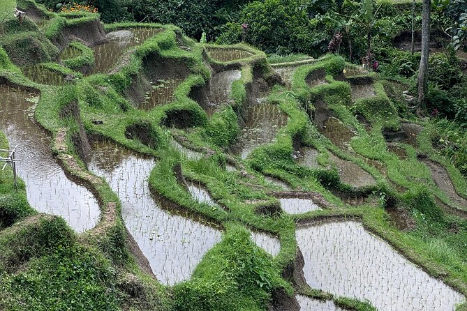 Ubud Top Tours to Discover Bali’s Cultural and Natural Wonders - Ulu Petanu waterfall: when you want water, shade, and a breather