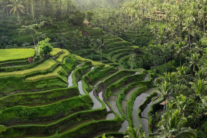 Ubud Tour-All Inclusive with Jungle Swing And Lunch - Getting Picked Up and Moving Comfortably with an English-Speaking Driver