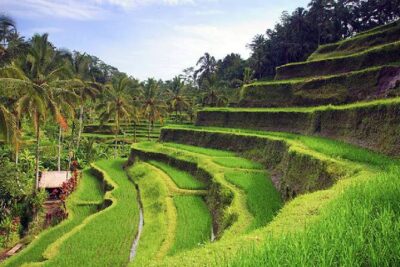 Ubud Tour - Best of Ubud - All Inclusive - Door-to-door pickup and morning departures that fit real life