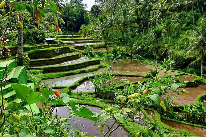 Ubud Tour - Best Of Ubud With Jungle swing - All Inclusive - Jungle Swing: the fun stop that needs the right attitude