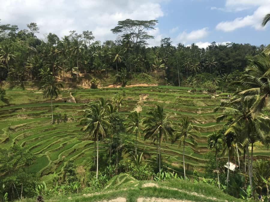 Ubud Tour Monkey Forest Rice Terraces Bali Swing Tirta Empul - Key things I’d focus on before you go