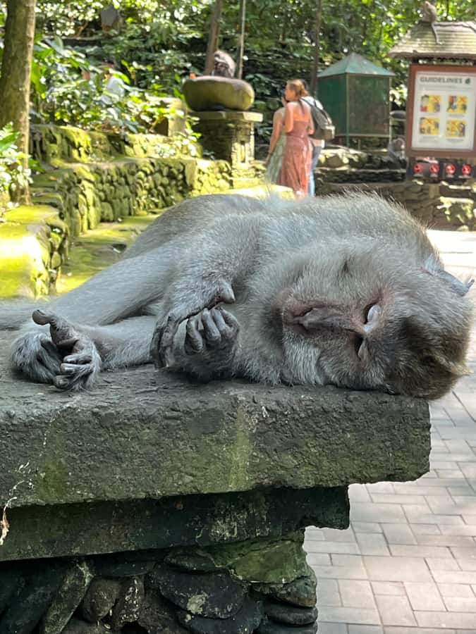 Ubud Tour Monkey Forest Rice Terraces Bali Swing Tirta Empul - Bali Swing for Big Photos: Keep It Light and Timed