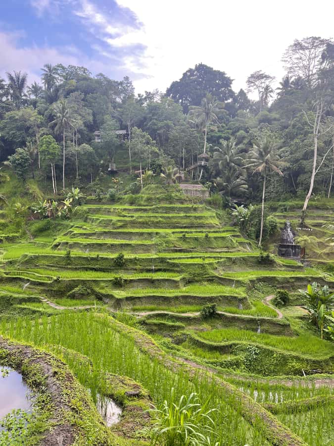 Ubud Tour Monkey Forest Rice Terraces Bali Swing Tirta Empul - Sacred Monkey Forest Sanctuary: Watch Your Step (and Your Snacks)